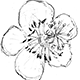 サルナシの両性花