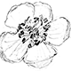 サルナシの雄花