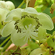 サルナシ両性花
