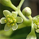 セイロンニッケイ（シナモン）の花穂