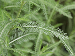 セイヨウノコギリソウ