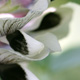 ソラマメの花