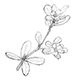 スベリヒユの茎葉と花