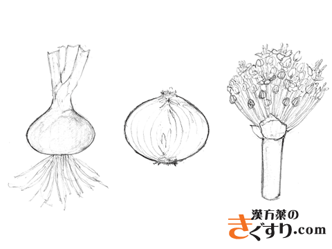 タマネギ 二階堂先生の 食べ物は薬 漢方を知る 漢方薬 漢方薬局 薬店のことなら きぐすり Com