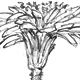 タンポポの花穂　在来種