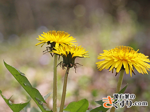 タンポポ 二階堂先生の 食べ物は薬 漢方を知る 漢方薬 漢方薬局 薬店のことなら きぐすり Com