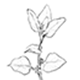 ツルナの新芽と茎