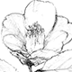 ヤブツバキの花と葉
