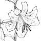 ヤマユリの花と葉