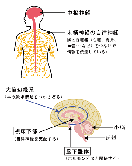 自律神経失調症 薬局 薬店の先生による健康サポート 漢方を知る 漢方薬 漢方薬局 薬店のことなら きぐすり Com