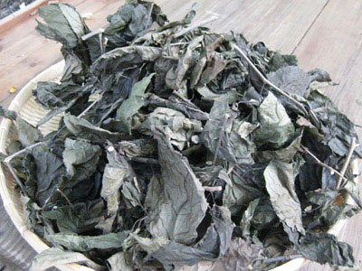 杜仲葉