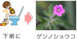 対症療法:下痢にはゲンノショウコ