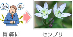 対症療法:胃痛にはセンブリ