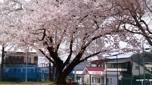 公園の桜