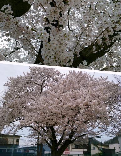 公園の桜2017