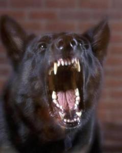 100722_dog