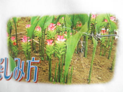 P6054947