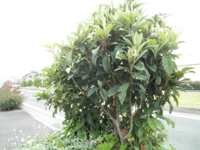 ファイル名: P6114963.jpg
ファイルサイズ: 39.8KB P6114963