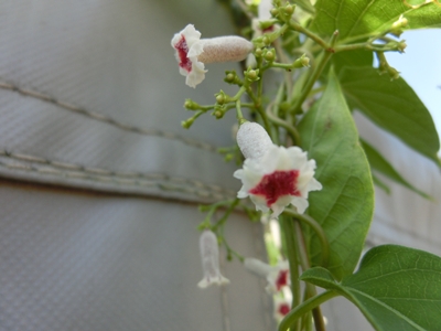 ファイル名: CIMG0358-1.jpg
ファイルサイズ: 89.9KB CIMG0358-1