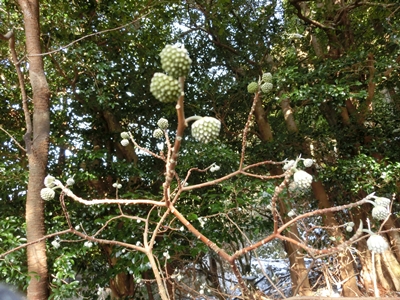 ファイル名: CIMG1808-2.jpg
ファイルサイズ: 183.5KB CIMG1808-2