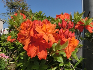 ファイル名: CIMG2515-2.jpg
ファイルサイズ: 91.8KB CIMG2515-2