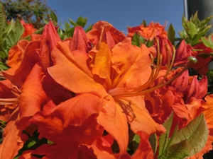 ファイル名: CIMG2516-2.jpg
ファイルサイズ: 81.3KB CIMG2516-2