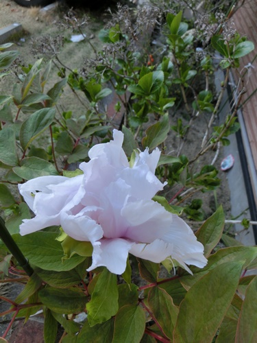 ファイル名: CIMG8237.jpg
ファイルサイズ: 97.9KB CIMG8237