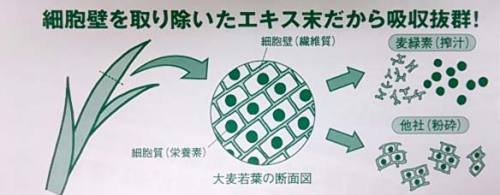 ファイル名: oomugi.jpg
ファイルサイズ: 43.5KB
→クリックで元のサイズを表示 パナックスグリーンミネラル
