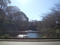 駿府城のお堀(当帰・芍薬を植えてあります)