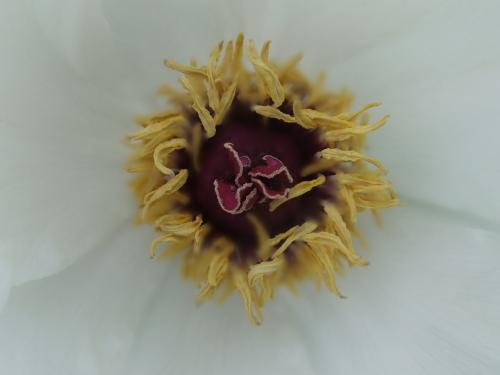 DSCF6887