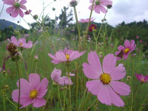 ファイル名: CIMG0033.jpg
ファイルサイズ: 30.6KB CIMG0033