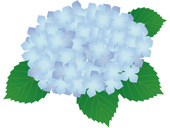 hydrangea_01_s