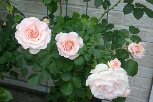 ファイル名: IMAGE034.jpg
ファイルサイズ: 28KB IMAGE034