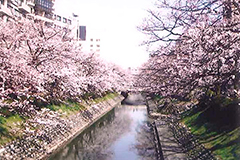 ファイル名: 20140411b.jpg
ファイルサイズ: 82.6KB さくら