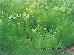 ファイル名: 140512c.jpg
ファイルサイズ: 30.5KB スギナ