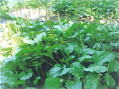 ファイル名: 140909a.jpg
ファイルサイズ: 36.6KB 車前草