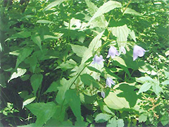 高山植物たち