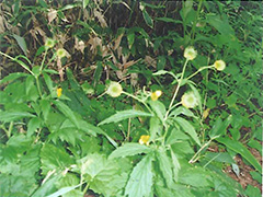 高山植物