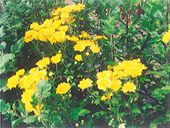 ファイル名: kigiku.jpg
ファイルサイズ: 43.2KB 黄菊