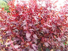 ファイル名: 1412d.jpg
ファイルサイズ: 41.3KB シソ葉