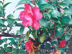 ファイル名: yamamoto1501d.jpg
ファイルサイズ: 35.4KB サザンカ