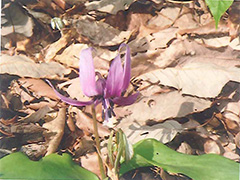 ファイル名: 150514c.jpg
ファイルサイズ: 33.1KB カタクリの花