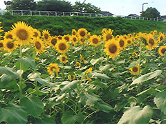 ファイル名: 150811d.jpg
ファイルサイズ: 38.8KB ひまわり