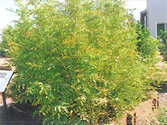 ファイル名: yamakan02.jpg
ファイルサイズ: 39.8KB かんぞう