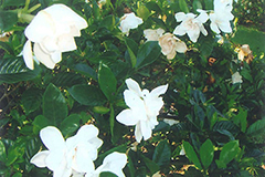 ファイル名: kuchinashi1209a.jpg
ファイルサイズ: 87.3KB 7月のクチナシの花