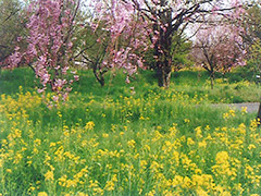 垂れ桜と菜の花
