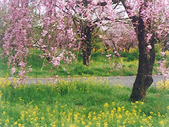 垂れ桜と菜の花