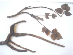 ファイル名: tanjinn1703b.jpg
ファイルサイズ: 13.2KB tanjinn1703b