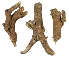 エゾウコギ(シゴカ)